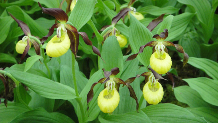 Cypripedium calceolus