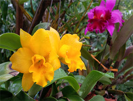 Các bài viết về Lan Cát - Cattleya Labiata