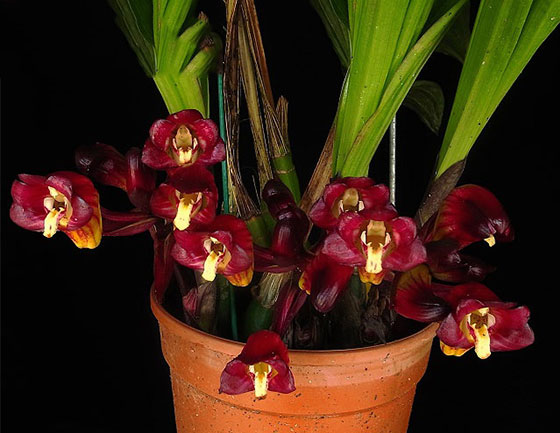 Các bài viết về Địa Lan - Cymbidium