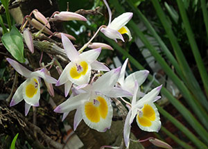Các bài viết về Lan Hoàng Thảo - Dendrobium