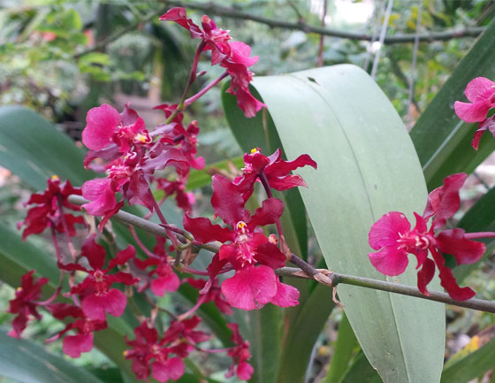 Các bài viết về Lan Vũ nữ - Oncidium