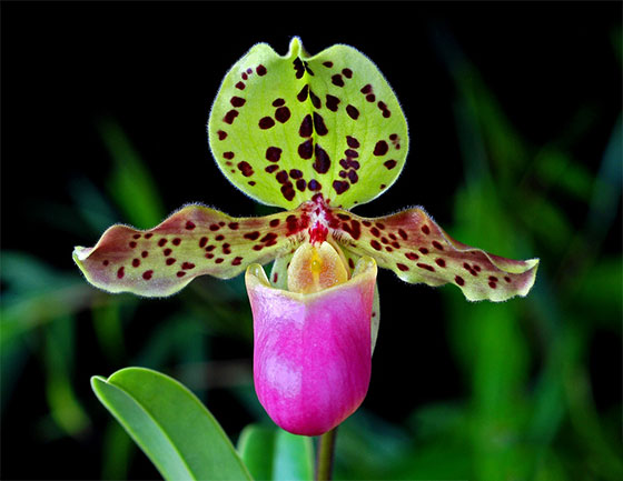 Các bài viết về Lan Hài - Paphiopedilum