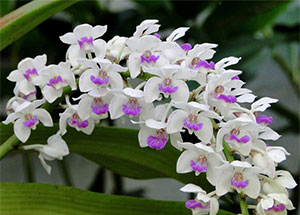 Các bài viết về Lan Đai Châu - Rhynchostylis Gigantea