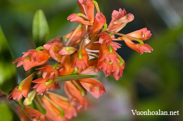 Dendrobium faciferum