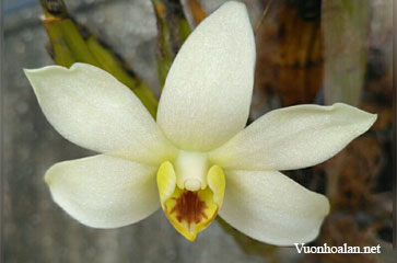 Dendrobium coeloglossum