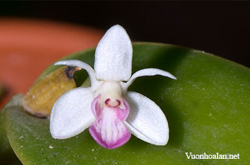 Dendrobium collinum