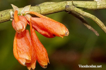 Dendrobium cochleatum