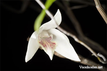 Dendrobium diffusum