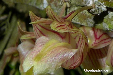 Dendrobium diaphanum