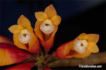 Dendrobium dichroma