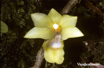 Dendrobium compressimentum