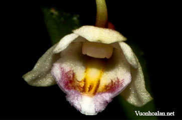 Dendrobium compressicaule