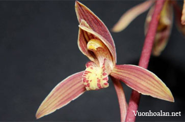 Cymbidium tamphianum - Lan kiếm phi Tâm