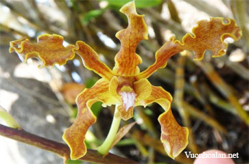 Dendrobium discolor