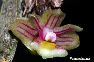 Dendrobium distichum