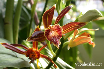 Hạc đính chàm - Phaius indochinensis