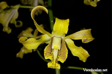 Dendrobium conanthum