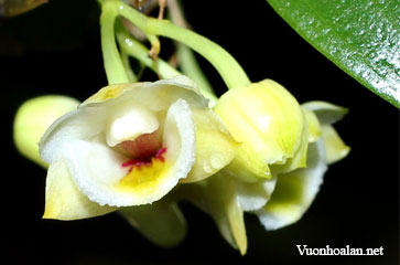 Dendrobium compressum