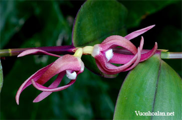 Dendrobium djamuense