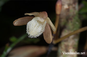 Lan hoại Việt Nam - Lecanorchis vietnamica