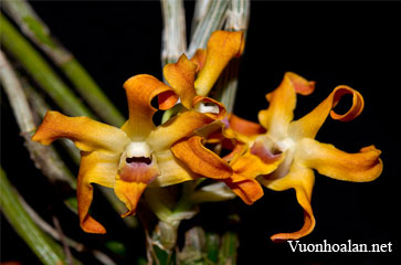 Dendrobium fanjingshanense