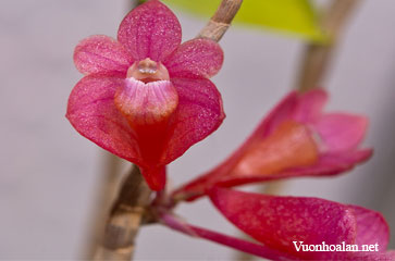 Dendrobium convexipes