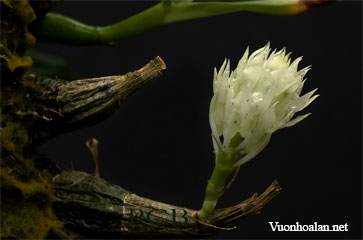 Dendrobium constrictum