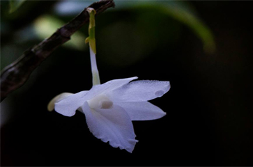 Hoàng thảo tích tụ trắng - dendrobium cumulatum var alba