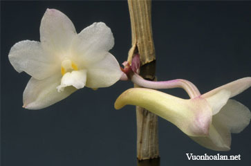 Dendrobium corallorhizon