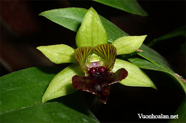 Dendrobium convolutum