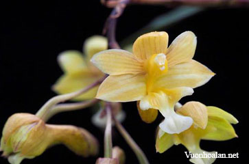 Dendrobium crabro