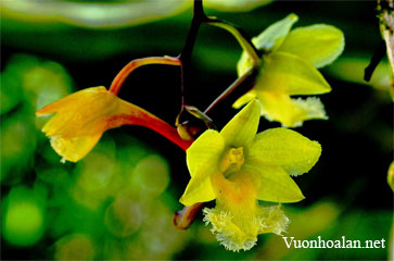 Dendrobium fimbrilabium