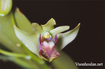 Dendrobium fellowsii