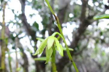 Dendrobium crassicaule