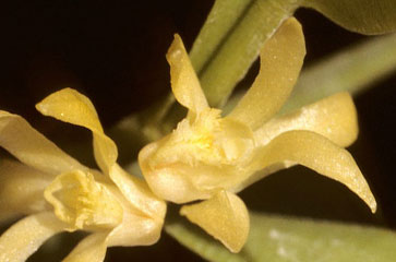 Dendrobium crassifolium