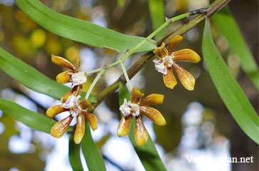 Dendrobium finetianum