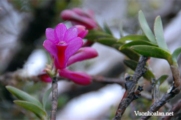 Dendrobium crenatifolium