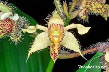 Dendrobium finisterrae