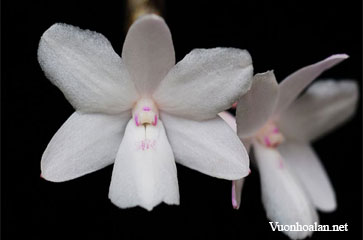 Dendrobium croceocentrum