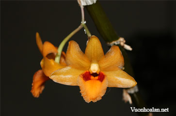 Dendrobium crocatum