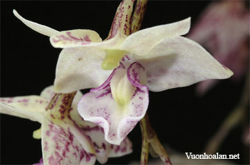 Dendrobium cruttwellii