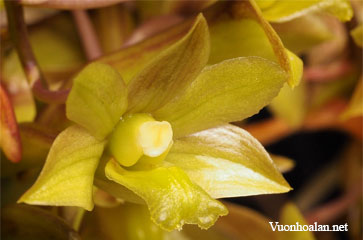 Dendrobium epidendropsis