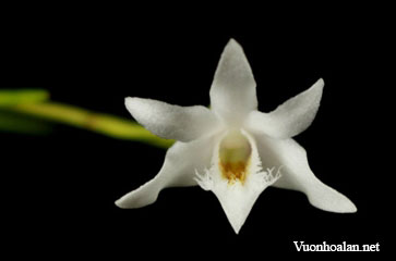 Dendrobium equitans