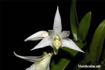 Dendrobium cuspidatum