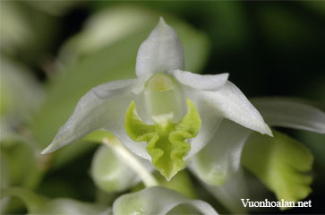 Dendrobium eriiflorum