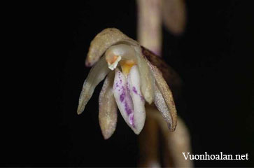 Apphyllorchis pallida