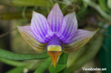 Dendrobium cyanocentrum