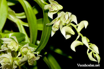 Dendrobium erostelle