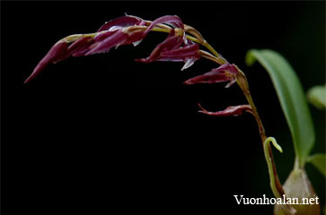 Bulbophyllum atrosanguineum
