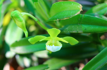 Phòng trừ bệnh cho lan vào mùa mưa